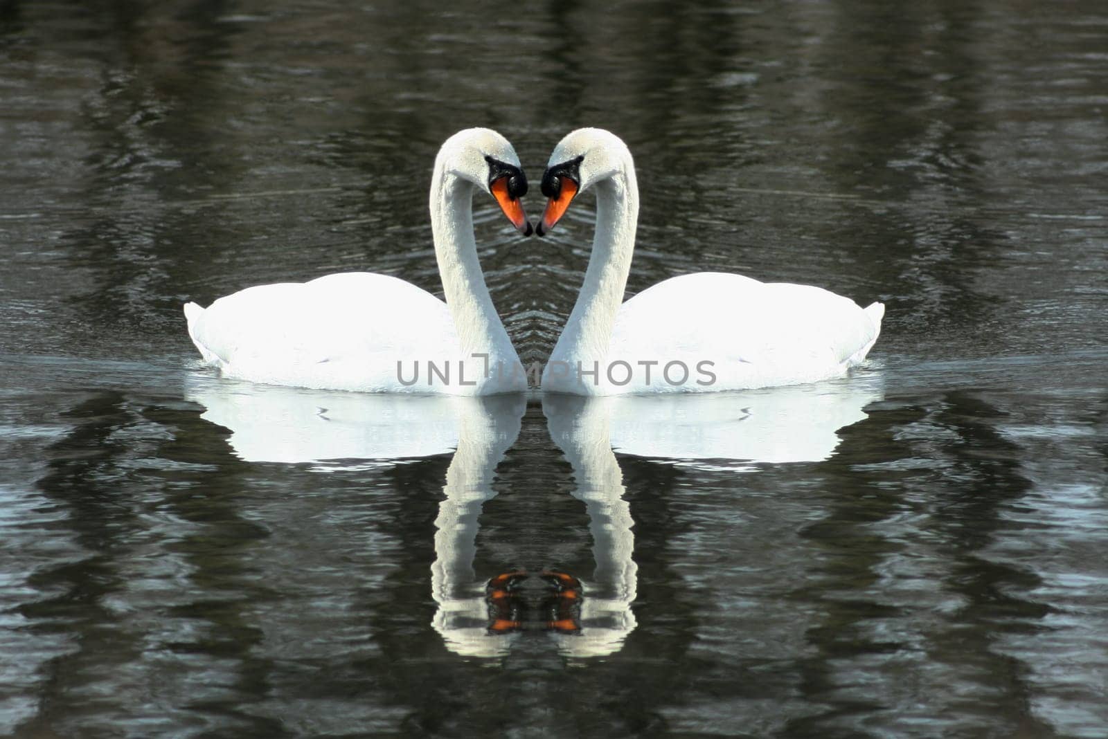 Two White swans swimming in a lake formin a heart