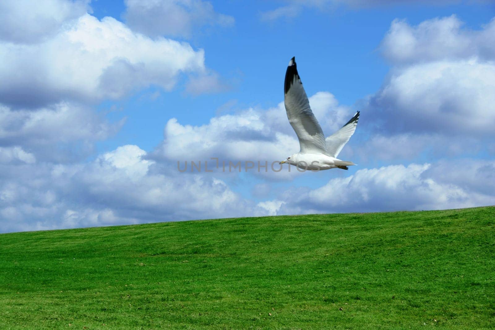 A Green Field and cloudy blue sky