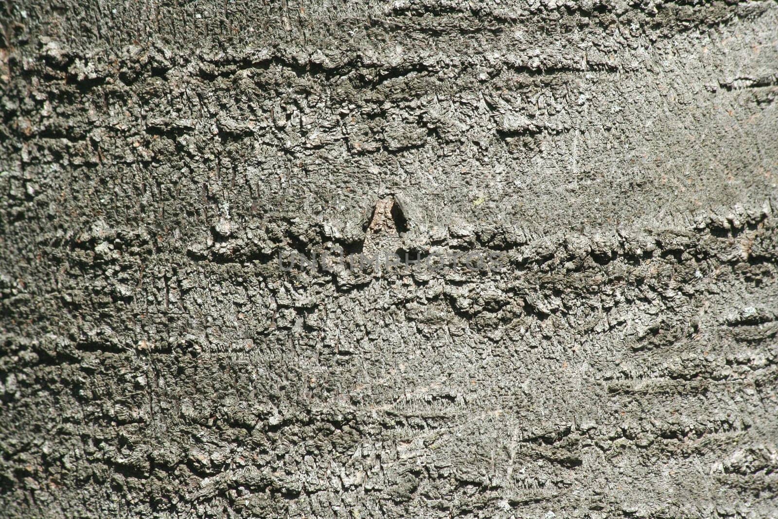 A Tree bark texture abstract background