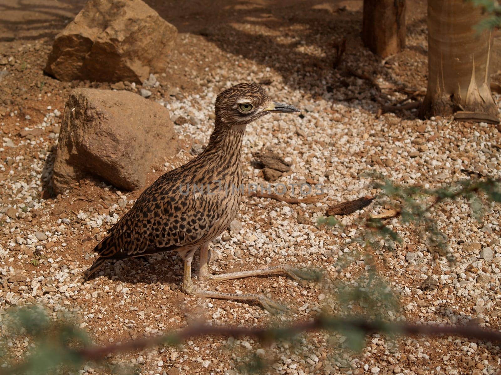 A spotted bush thick-knee or bush stone-curlew sunning in the sand.
