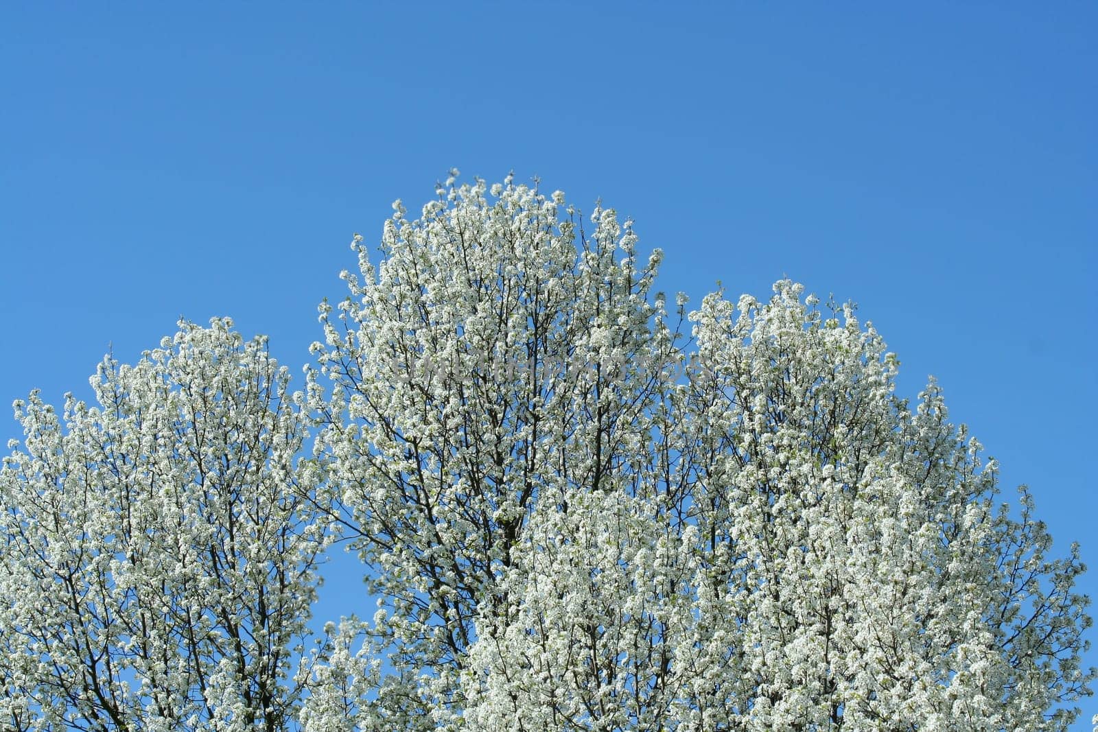 a White blooming tree against a blue sky