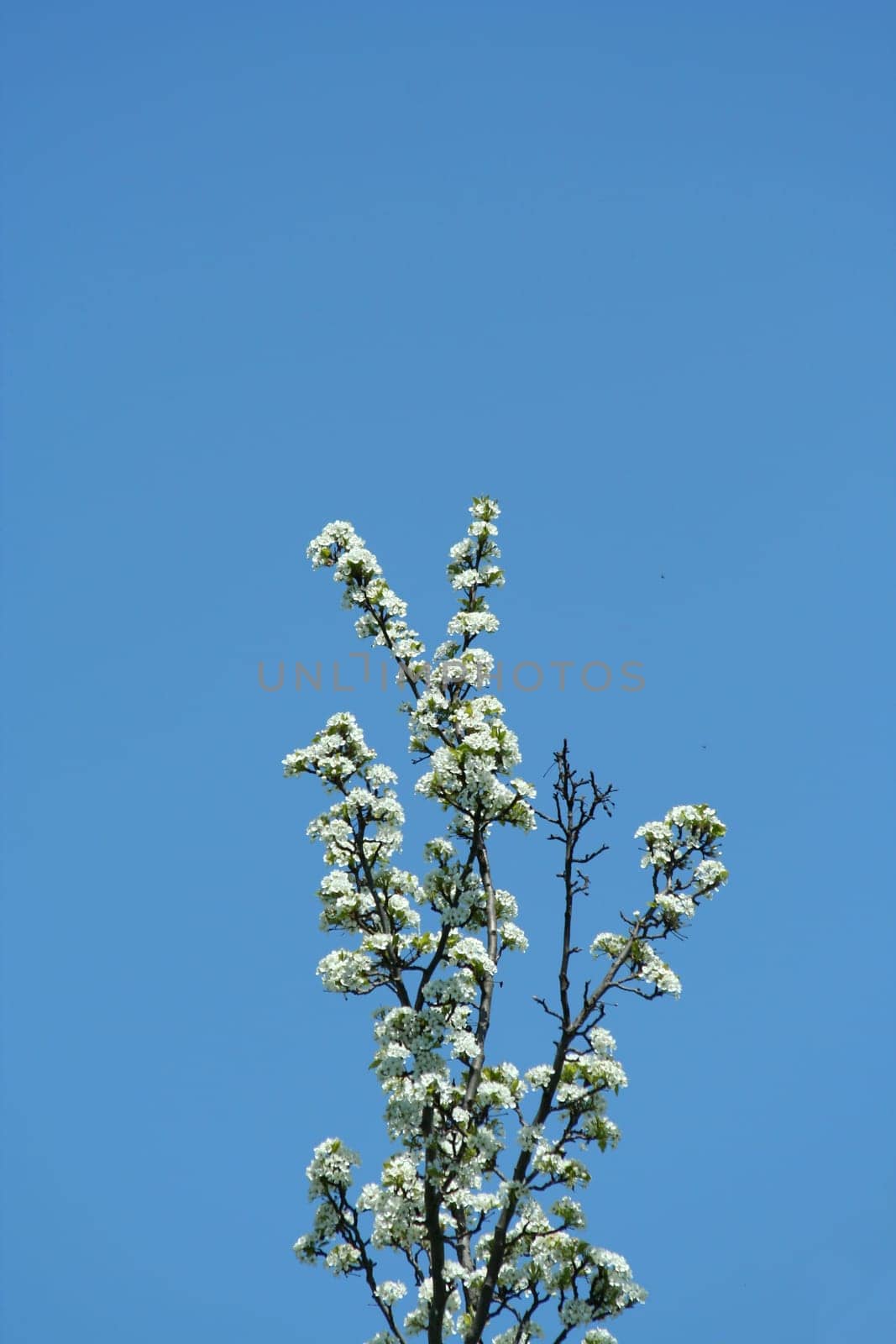 A Tree blooming against blue sky
