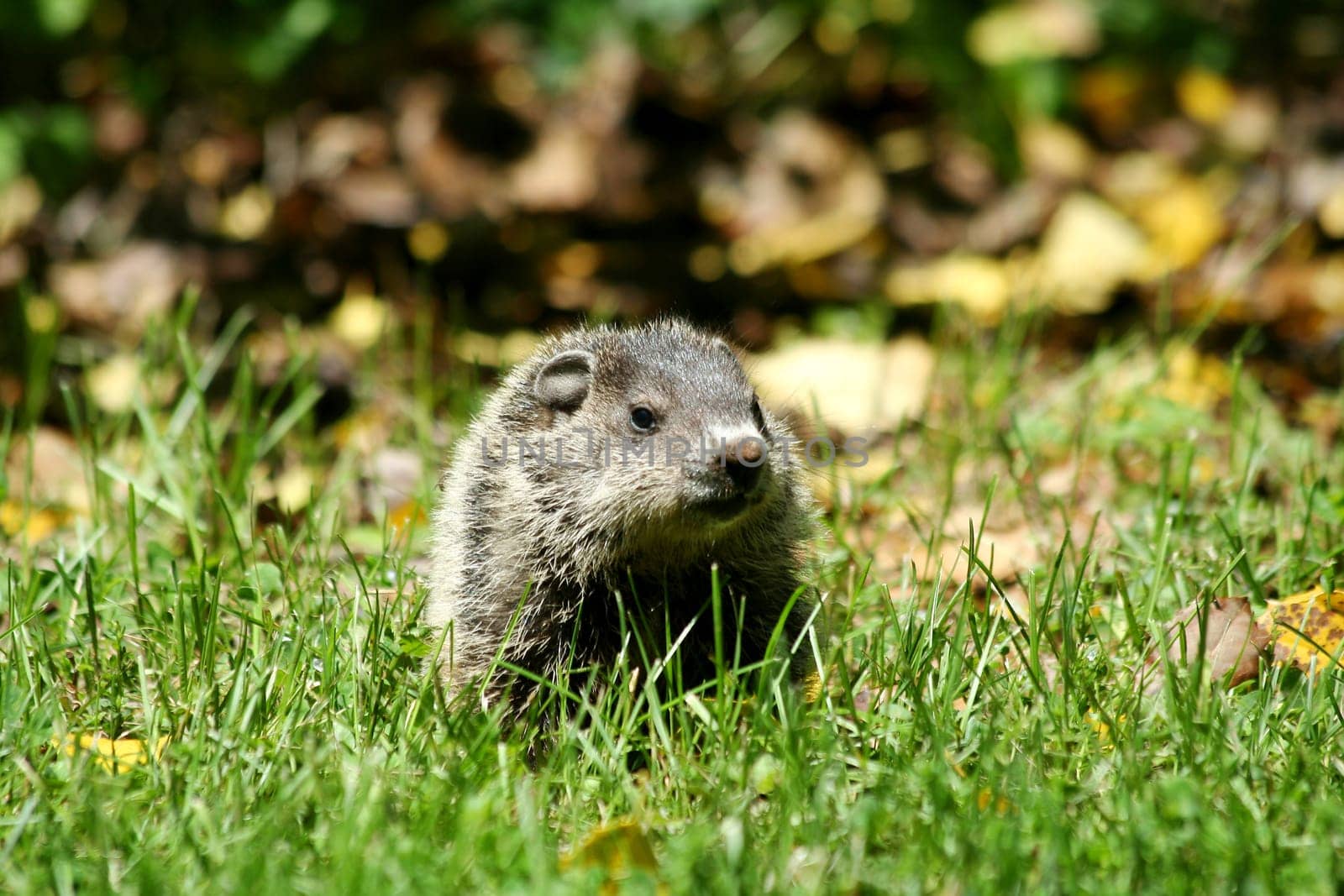 A Baby ground hog in the grass