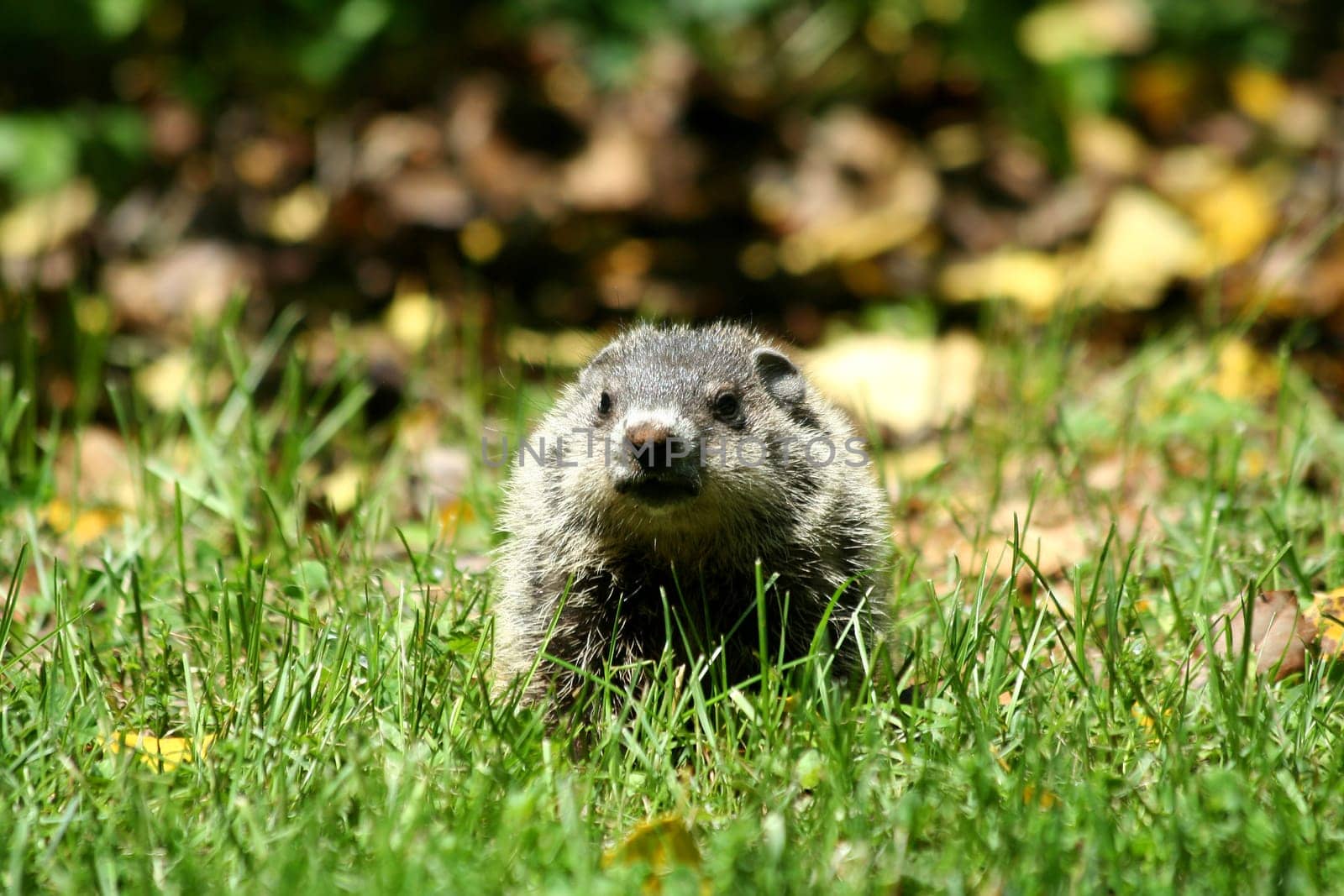 A Baby ground hog in the grass