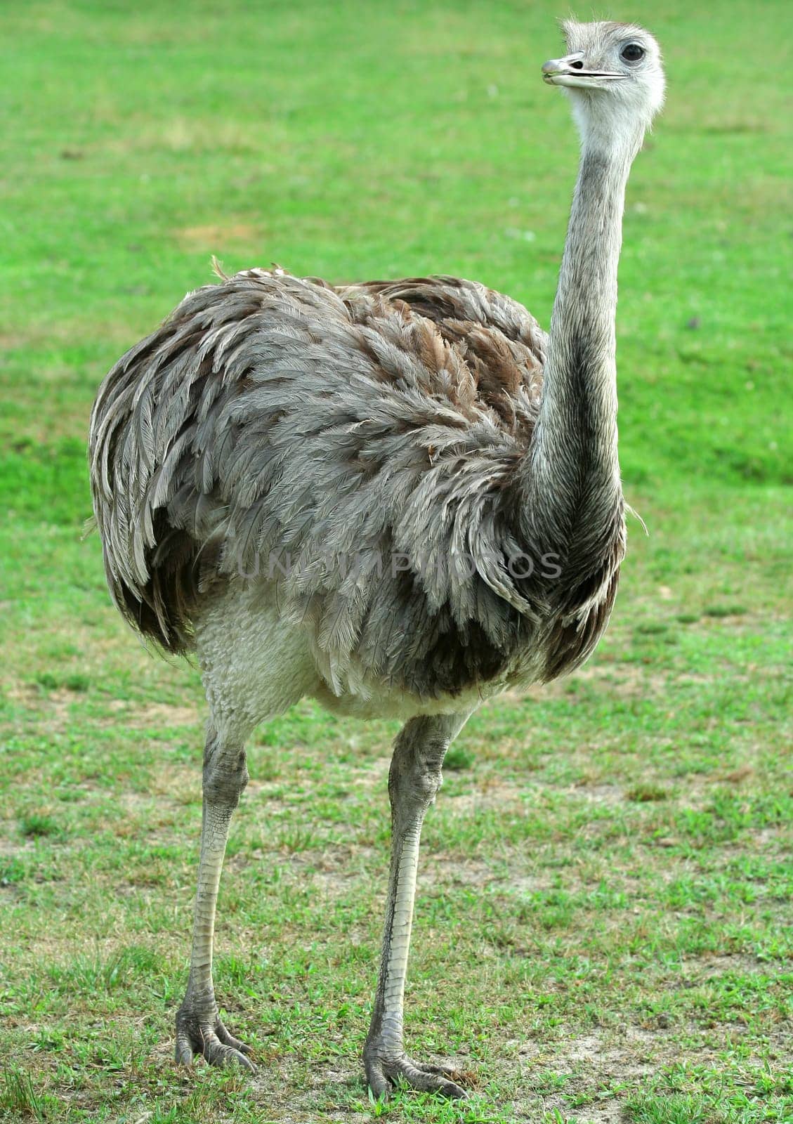 A Rhea walking through a field