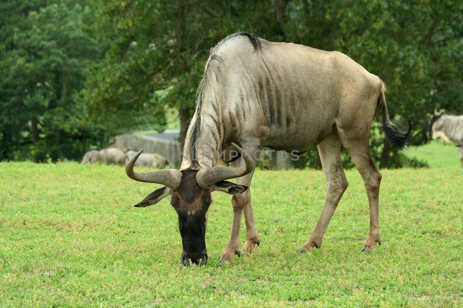 Gnu grazing in a green field