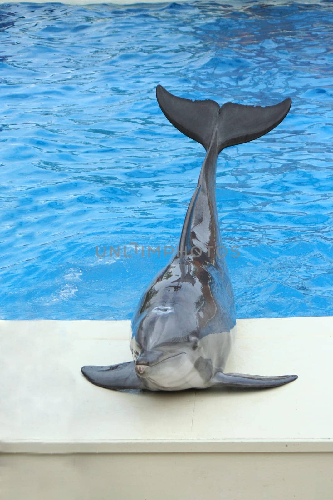 A Dolphin sitting on the edge of a pool
