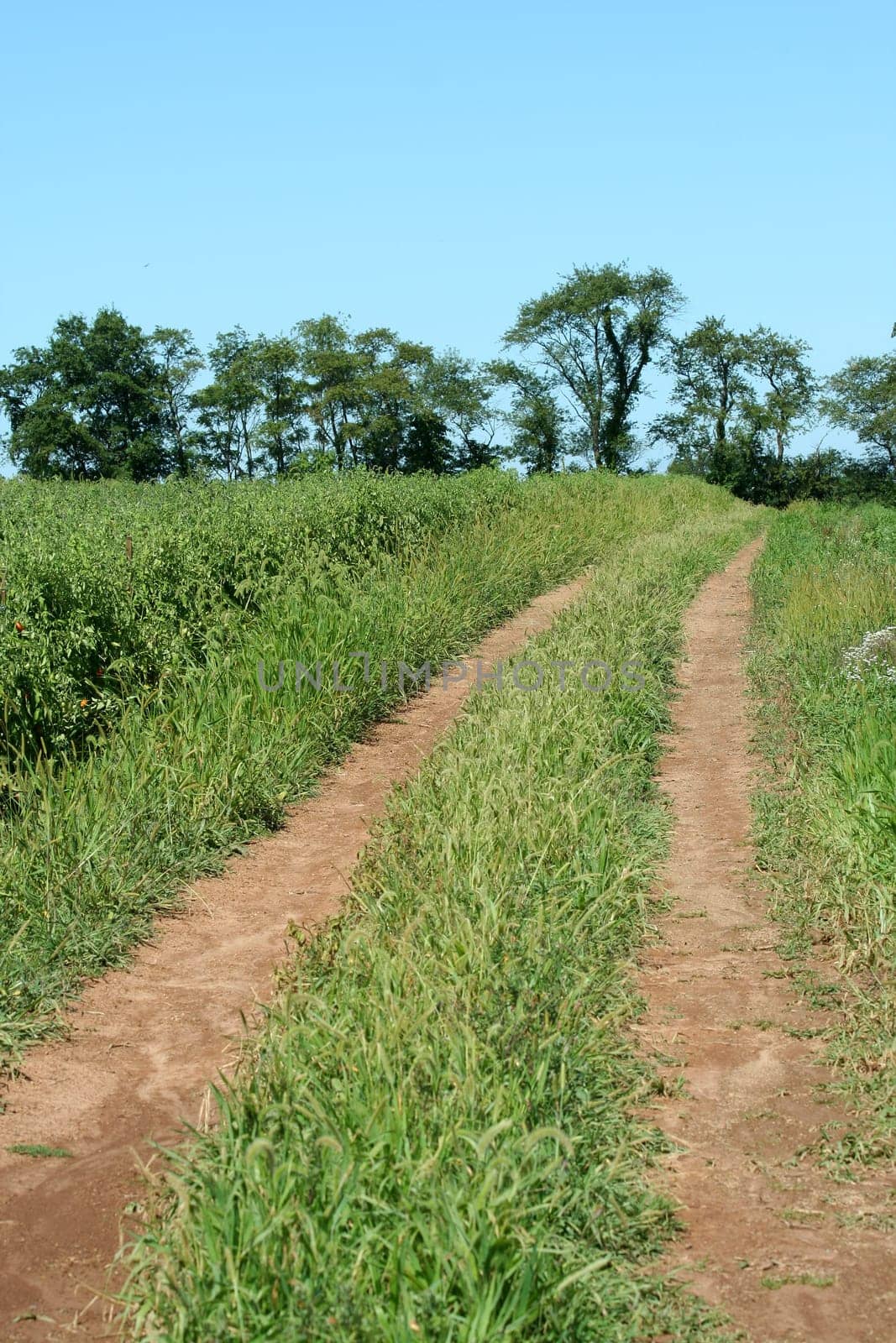 A Dirt road through a farm field