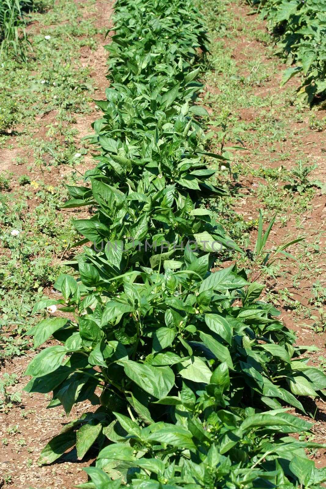 A Row of freash garden pepper plants