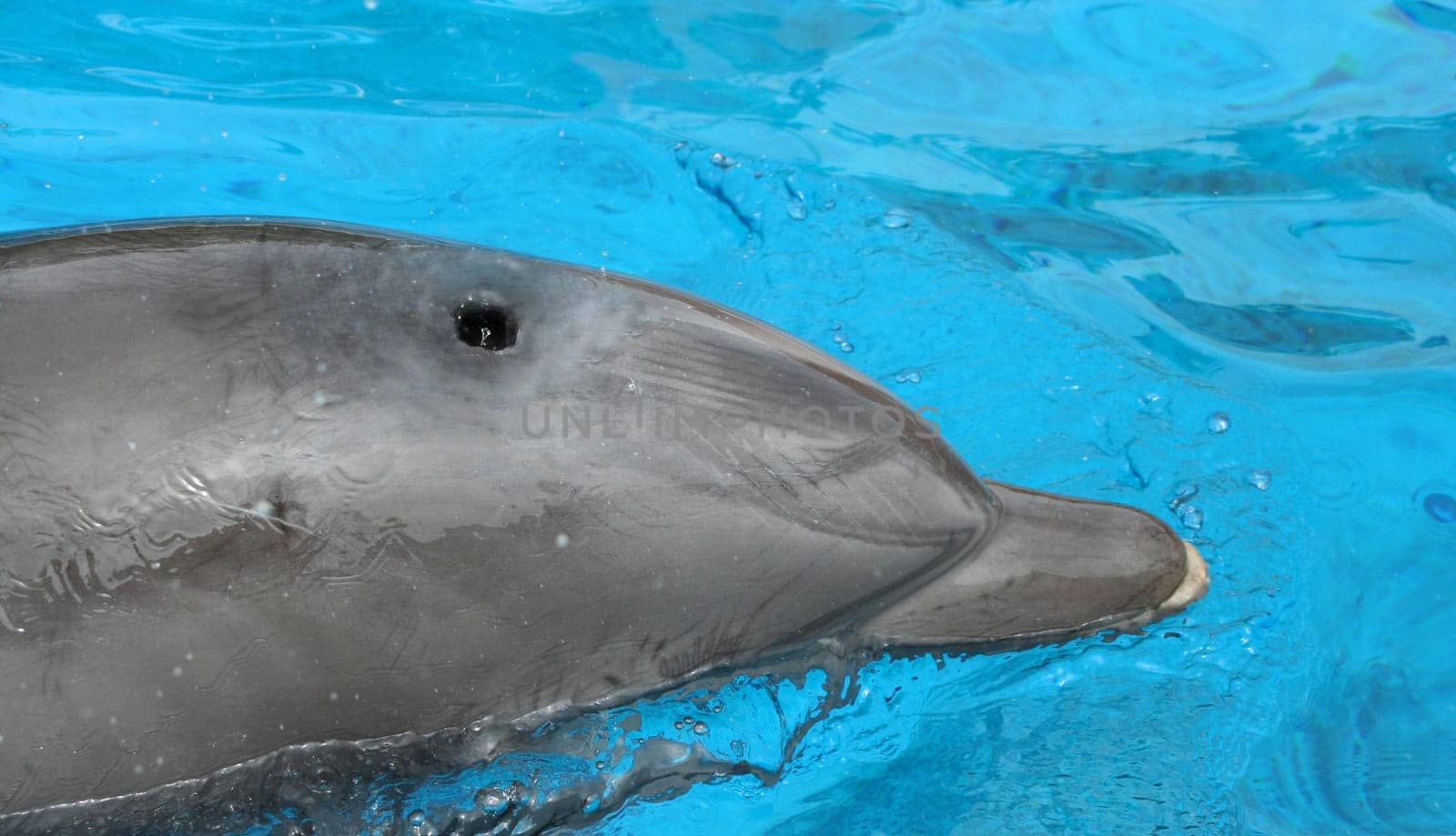 Close up of a dolphing swimming in a pool
