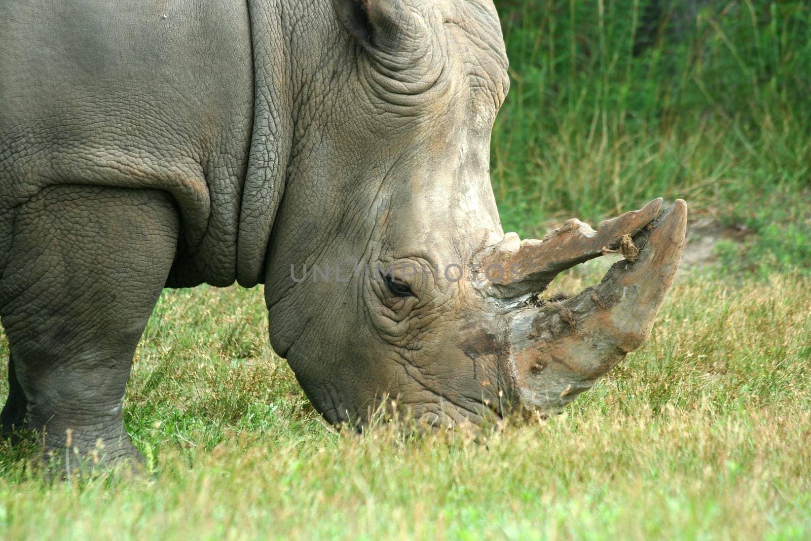 A White Rhinoceros eating on the savannah