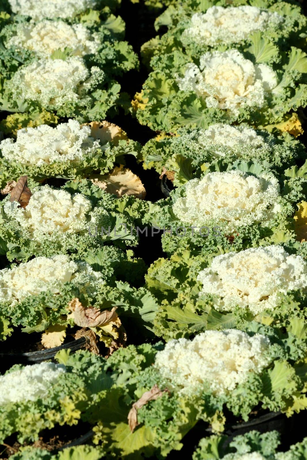 A bunch of Flowering Cabbage or Ornamental Kale
