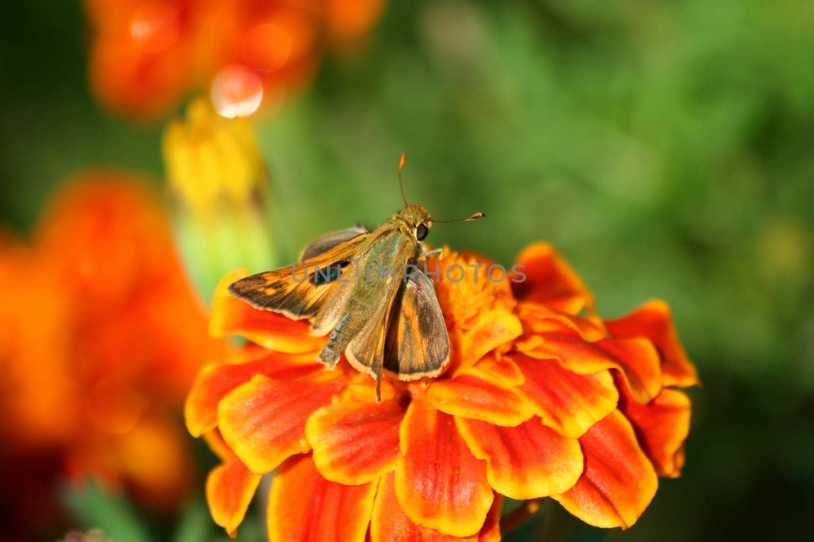 A Hummingbird moth on a marigold