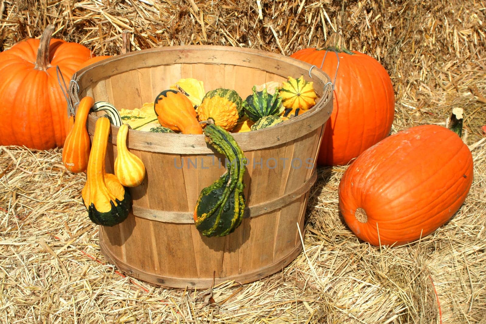 Bunch of pumpkins  gourds in a basket