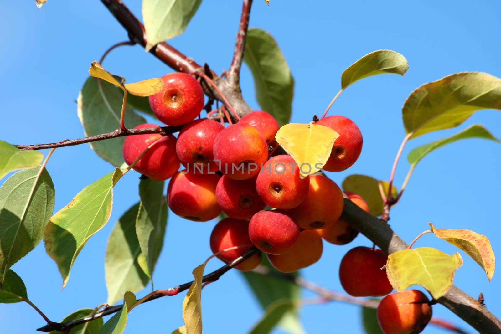 Baby Winesap Apples hanging on a tree