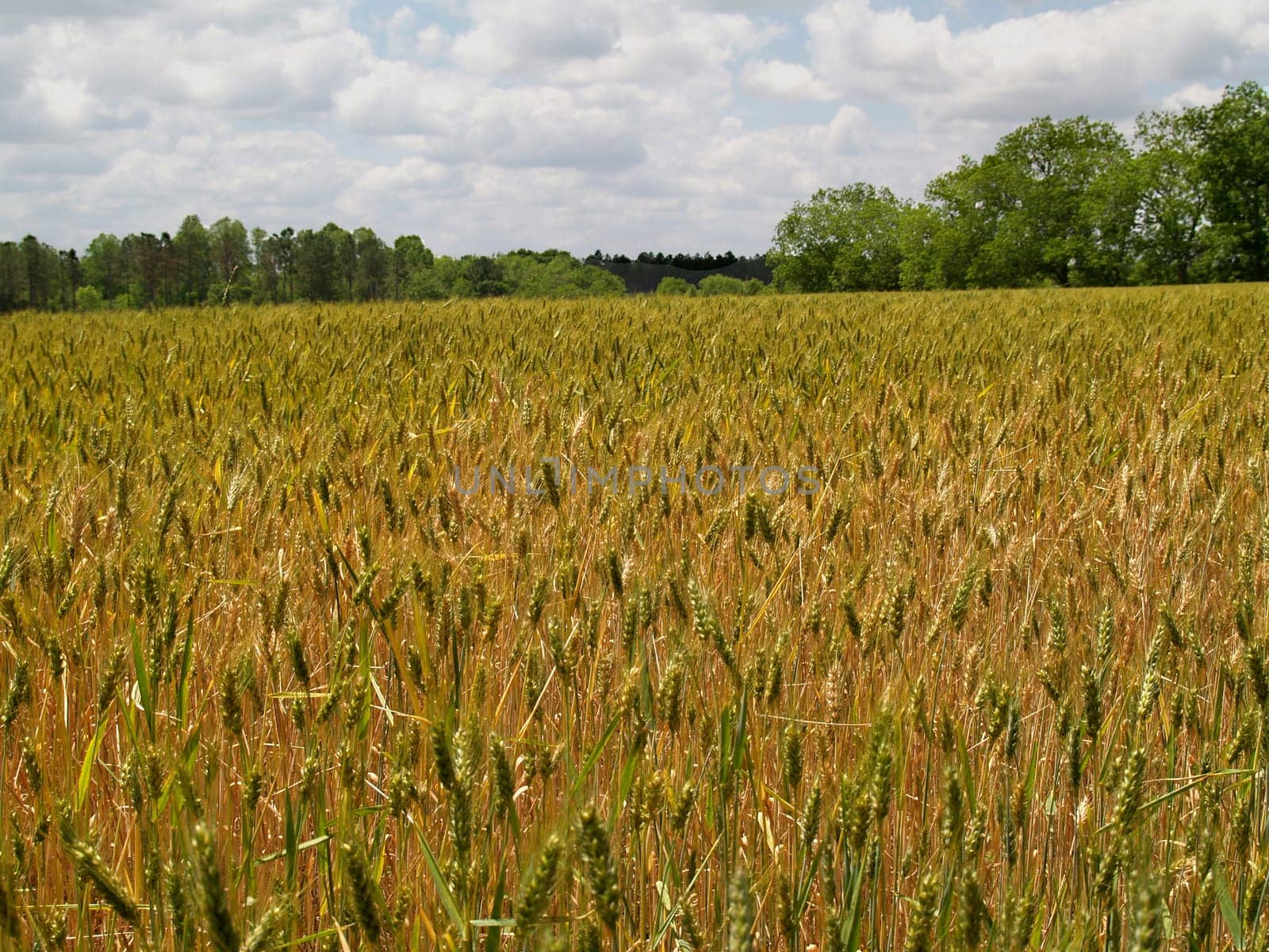 Field of ripening bearded wheat in south Georgia.