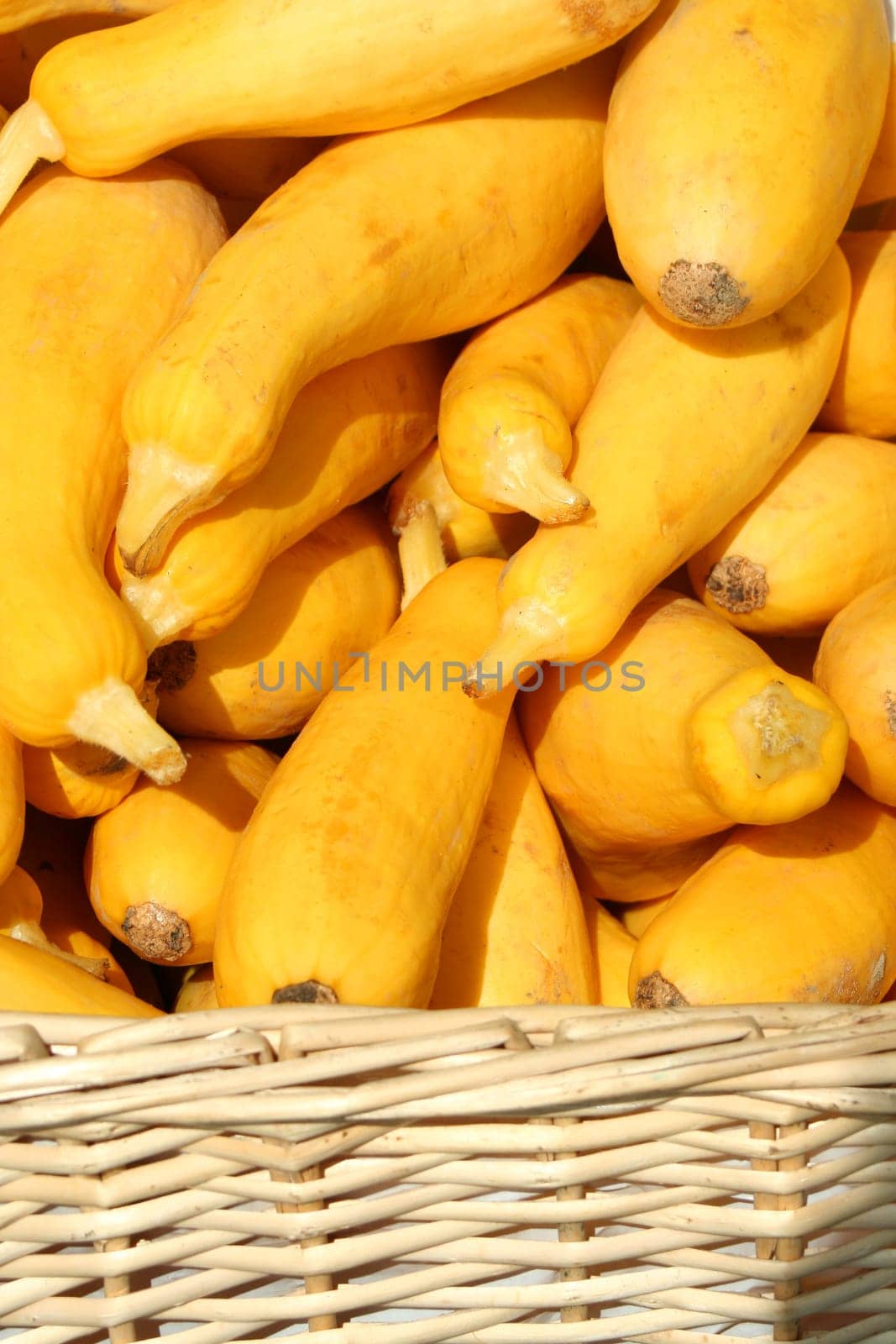 Some Yellow squash in a basket