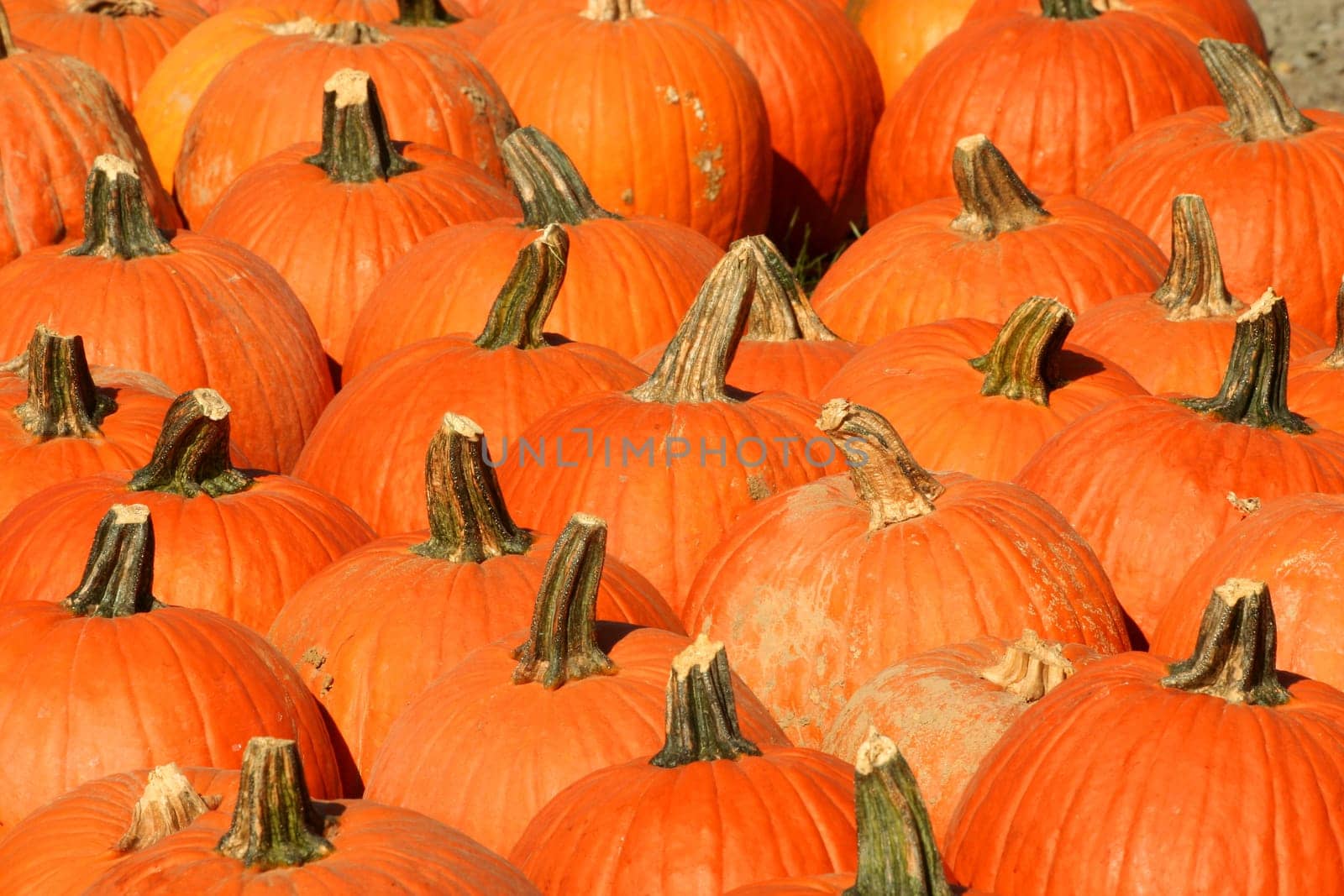 A Bunch of pumpkins for sale