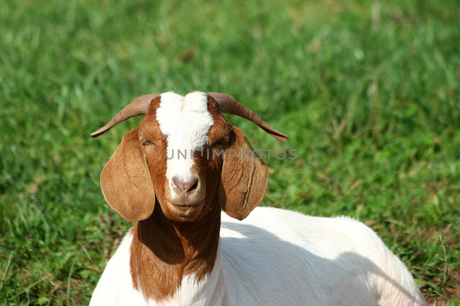Billy goat laying in a pasture