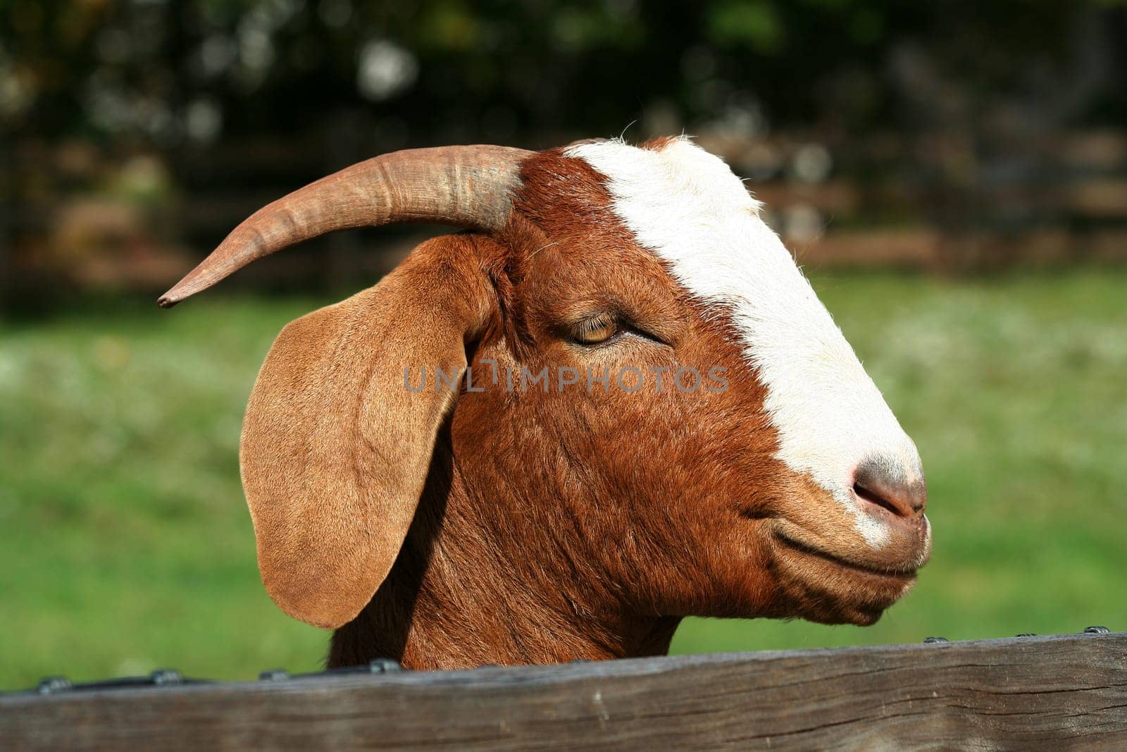 Billy goat with head over fence