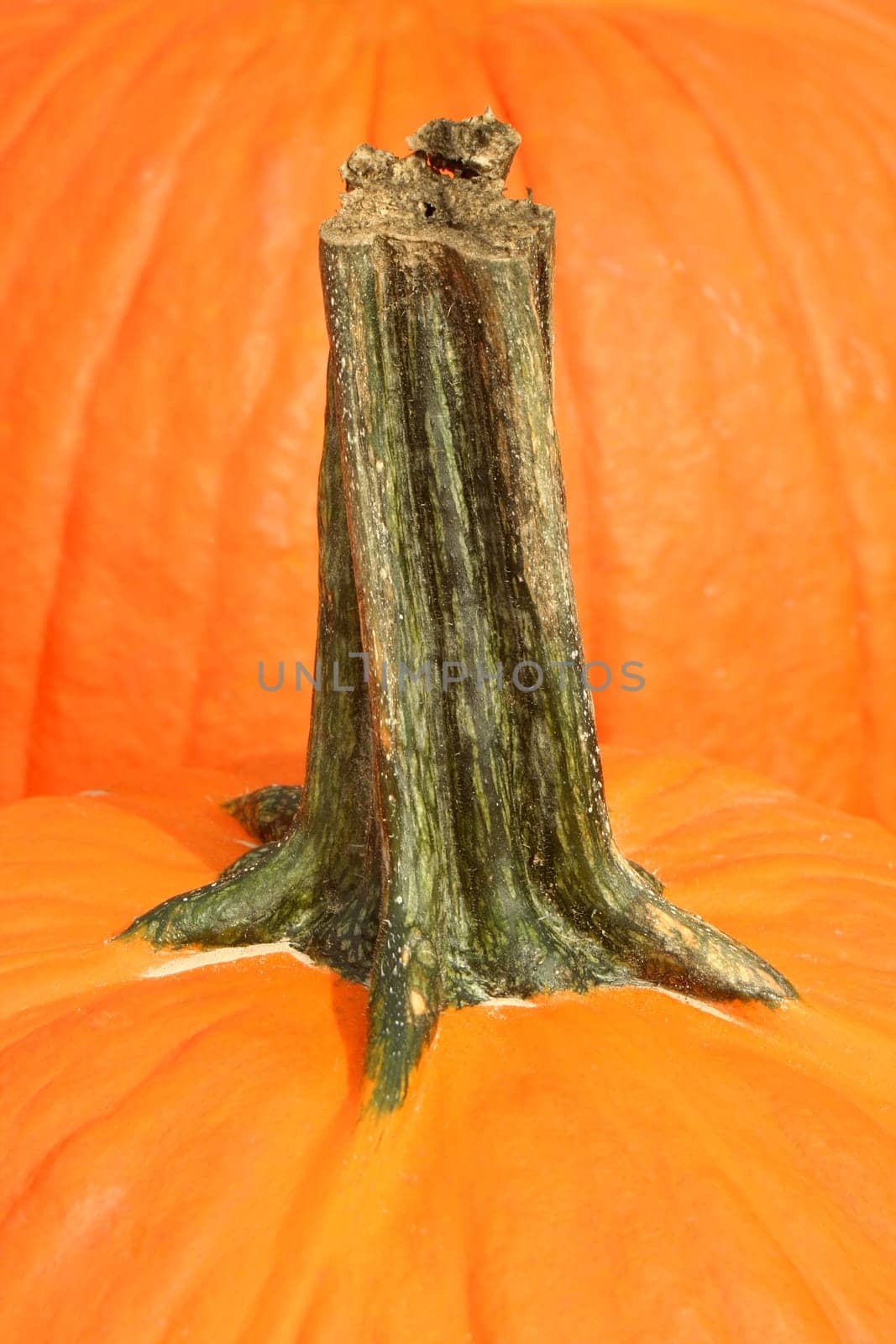 A Pumpkin stem macro