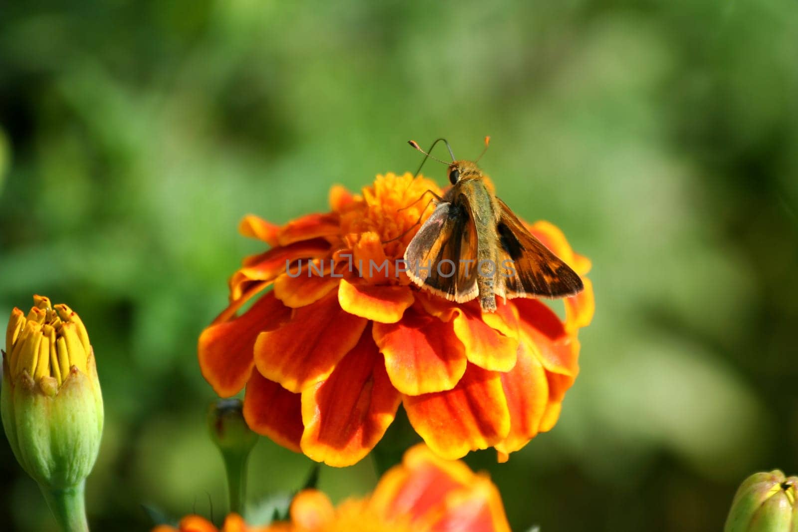 A Hummingbird moth on a marigold