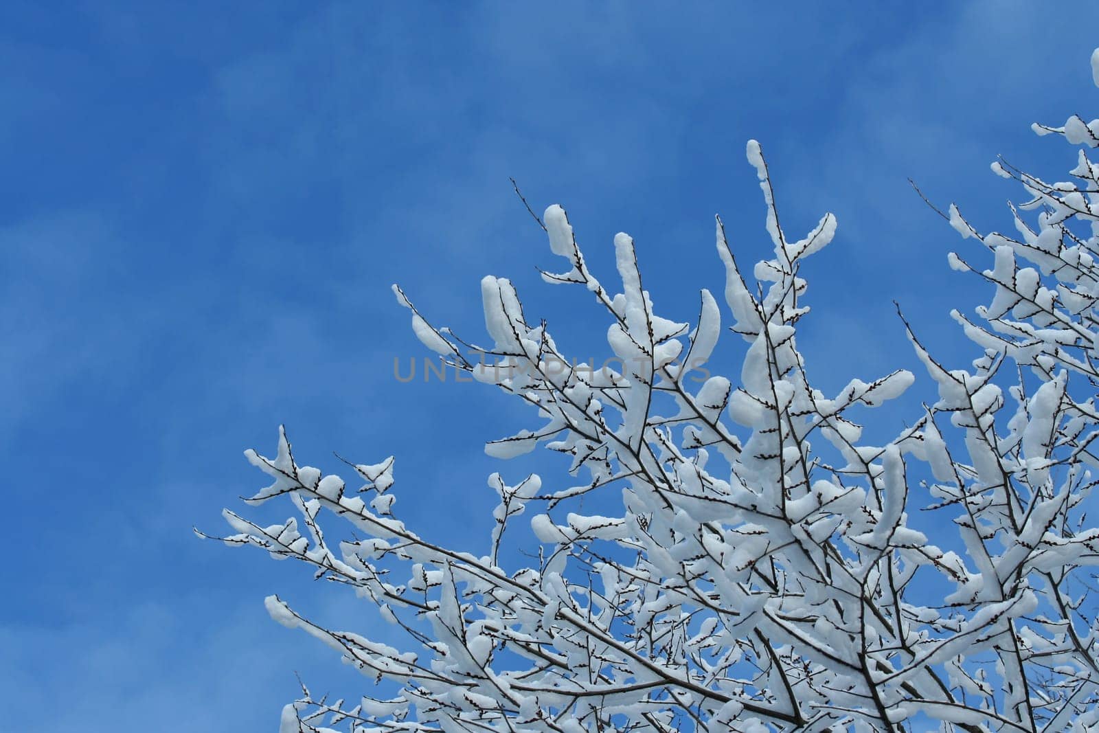 A snow covered tree branches against a blue sky