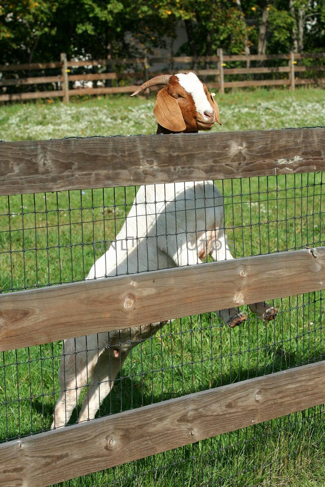 Billy goat standing on a fence