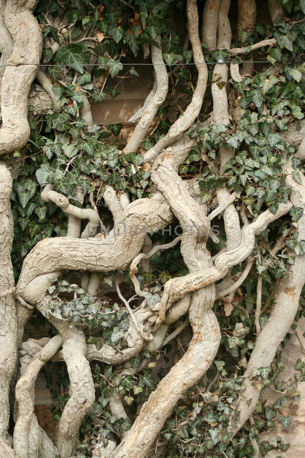Ivy roots climbing on a wall