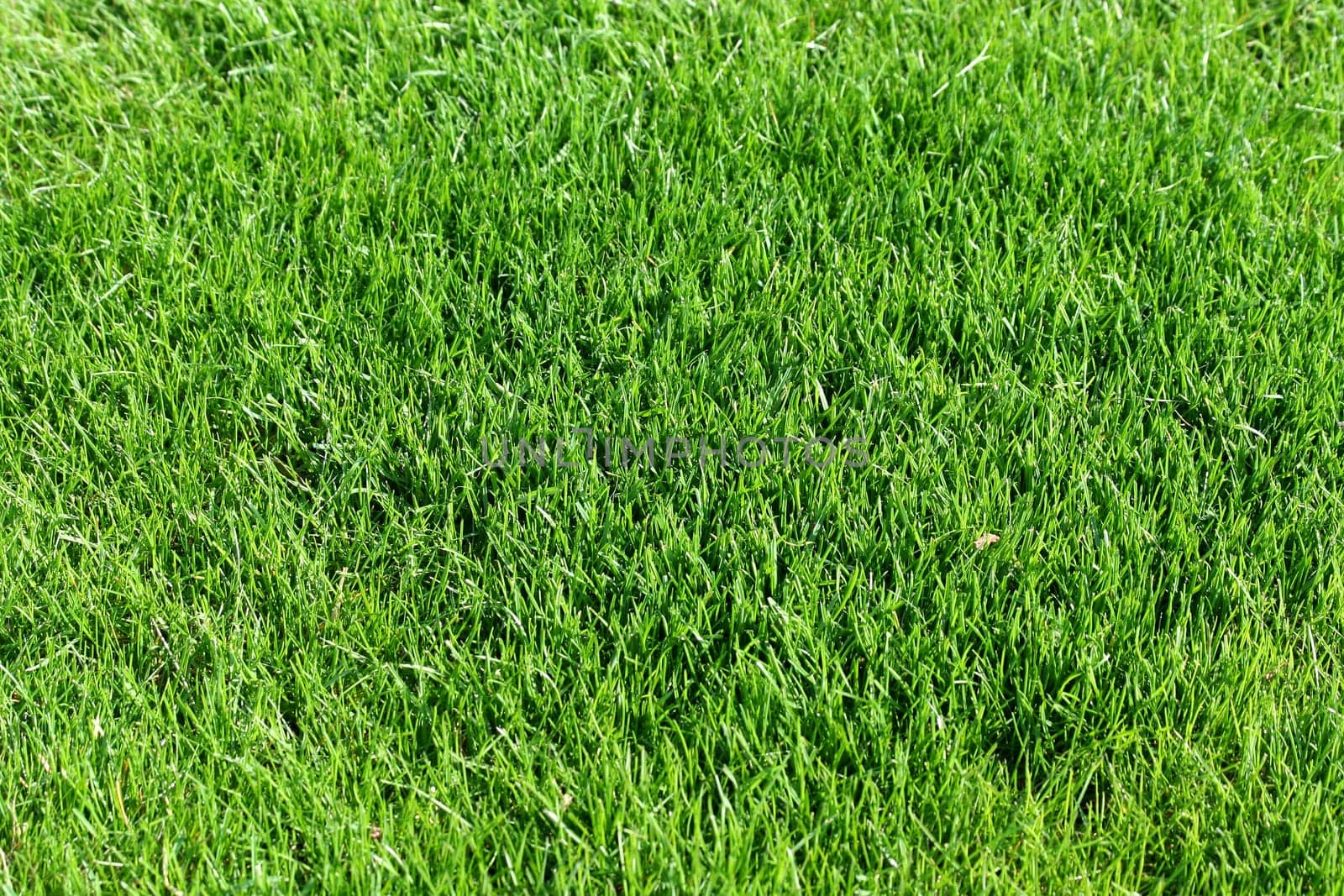 Green grass background texture image