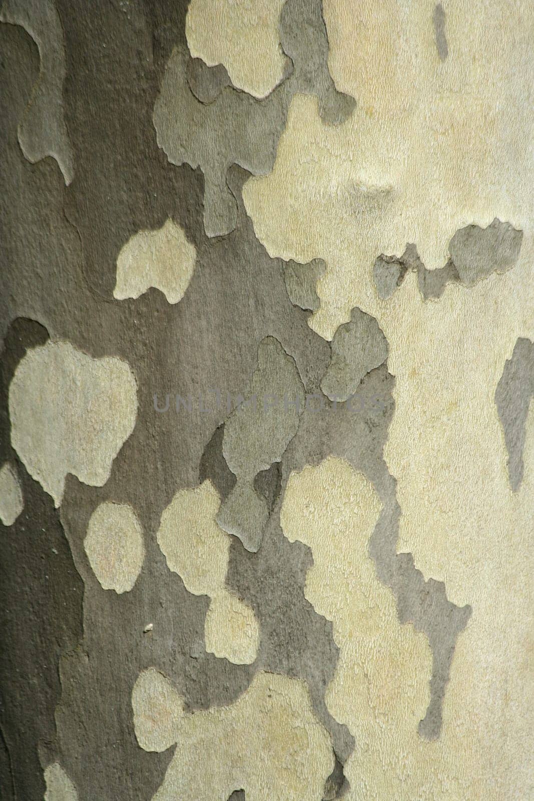 Walnut tree bark background texture
