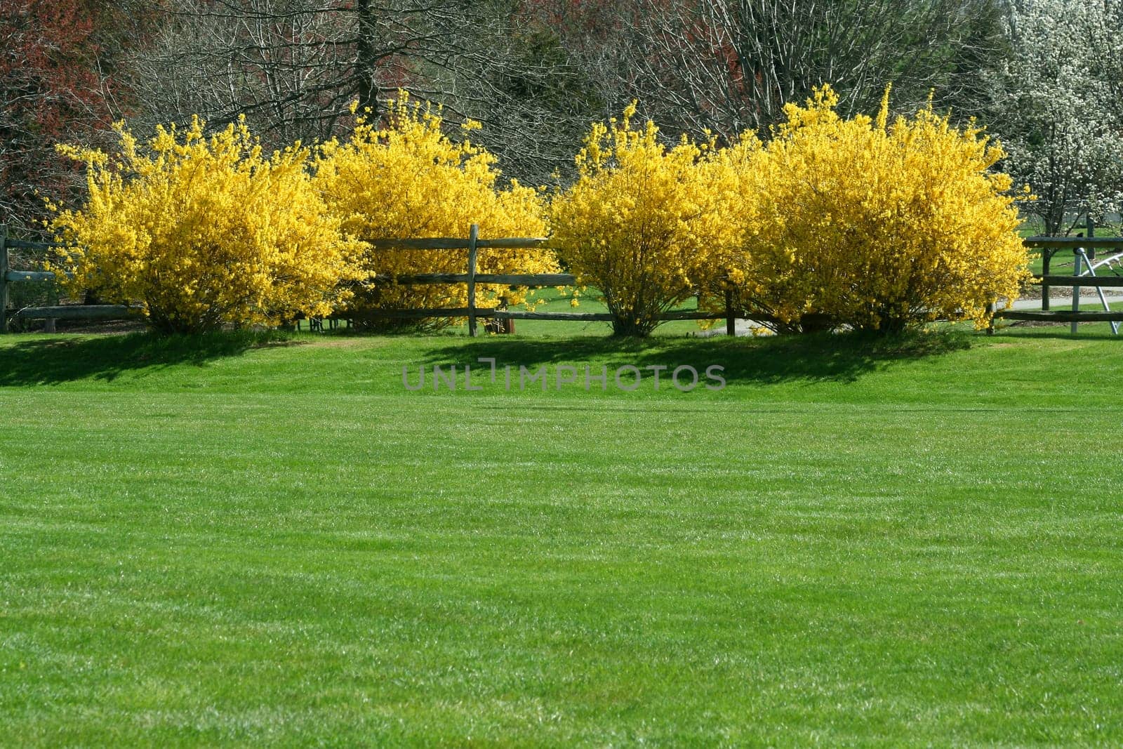 Yellow bushes along a wooden fence with grass
