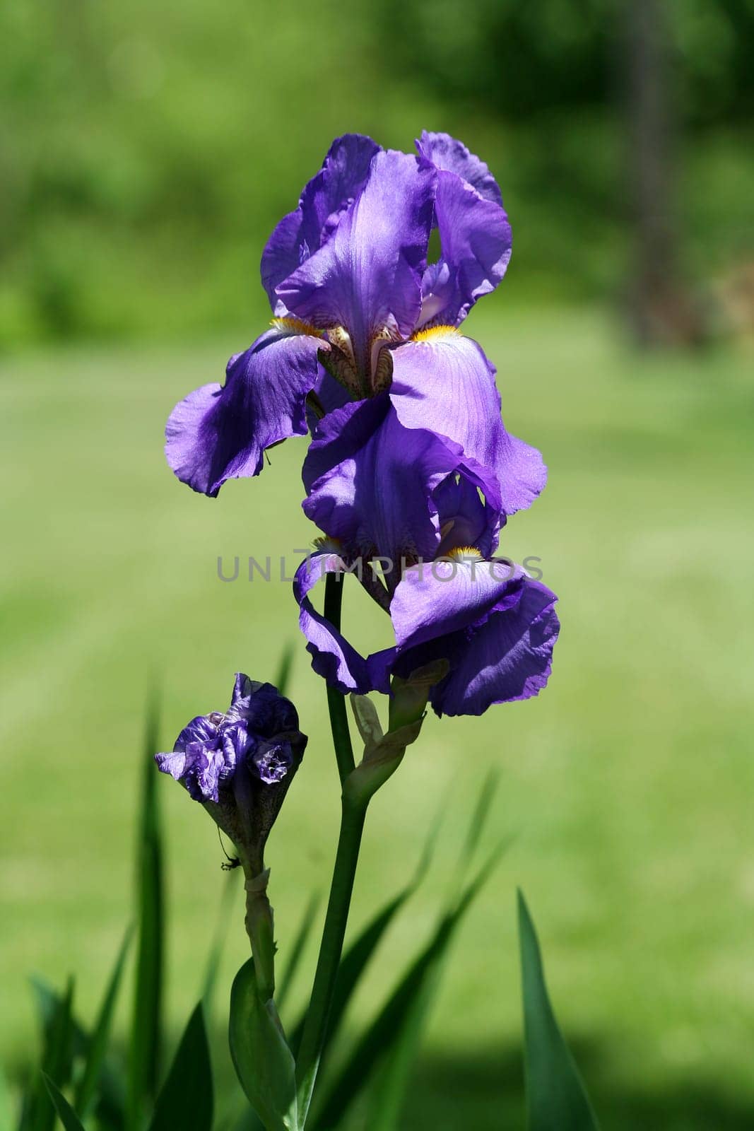 A purple Iris flower