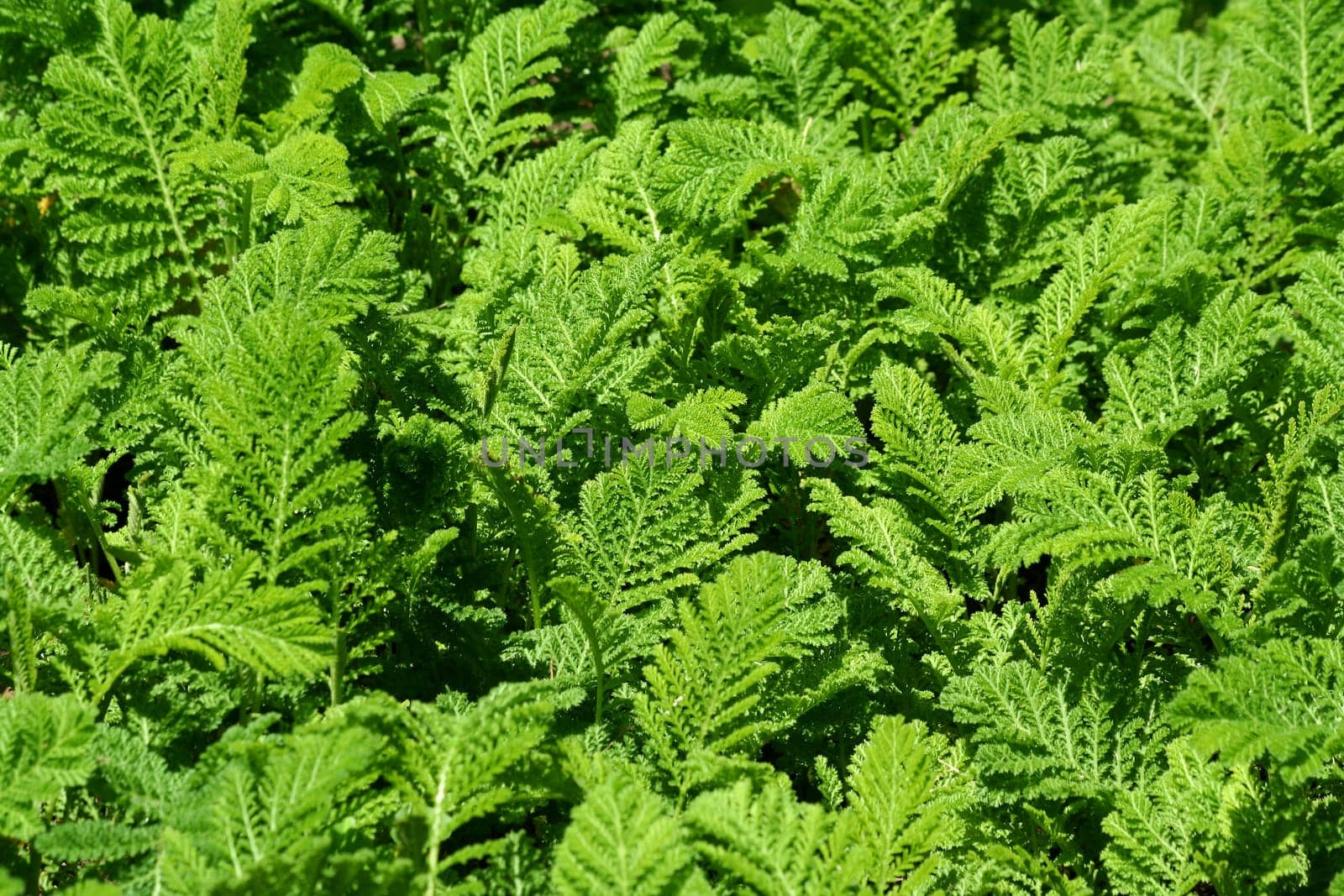 A fern background texture