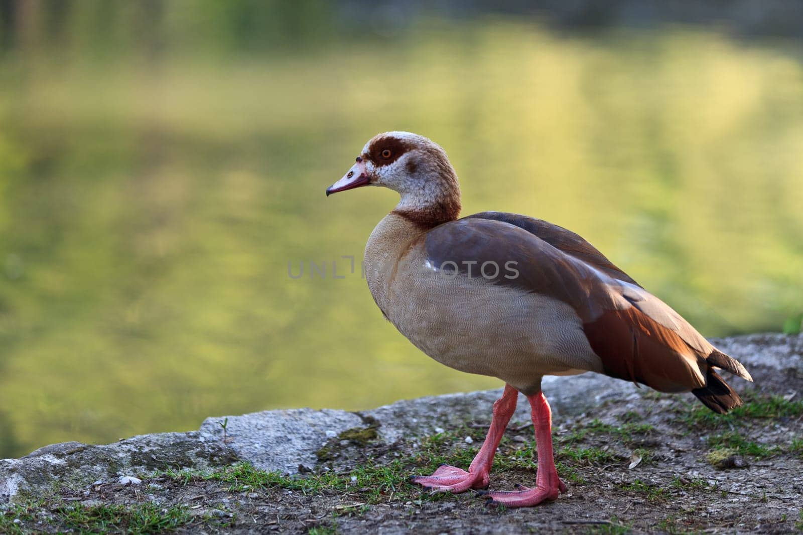 Egyptian Goose (Alopochen aegyptiacus) sitting on a meadow