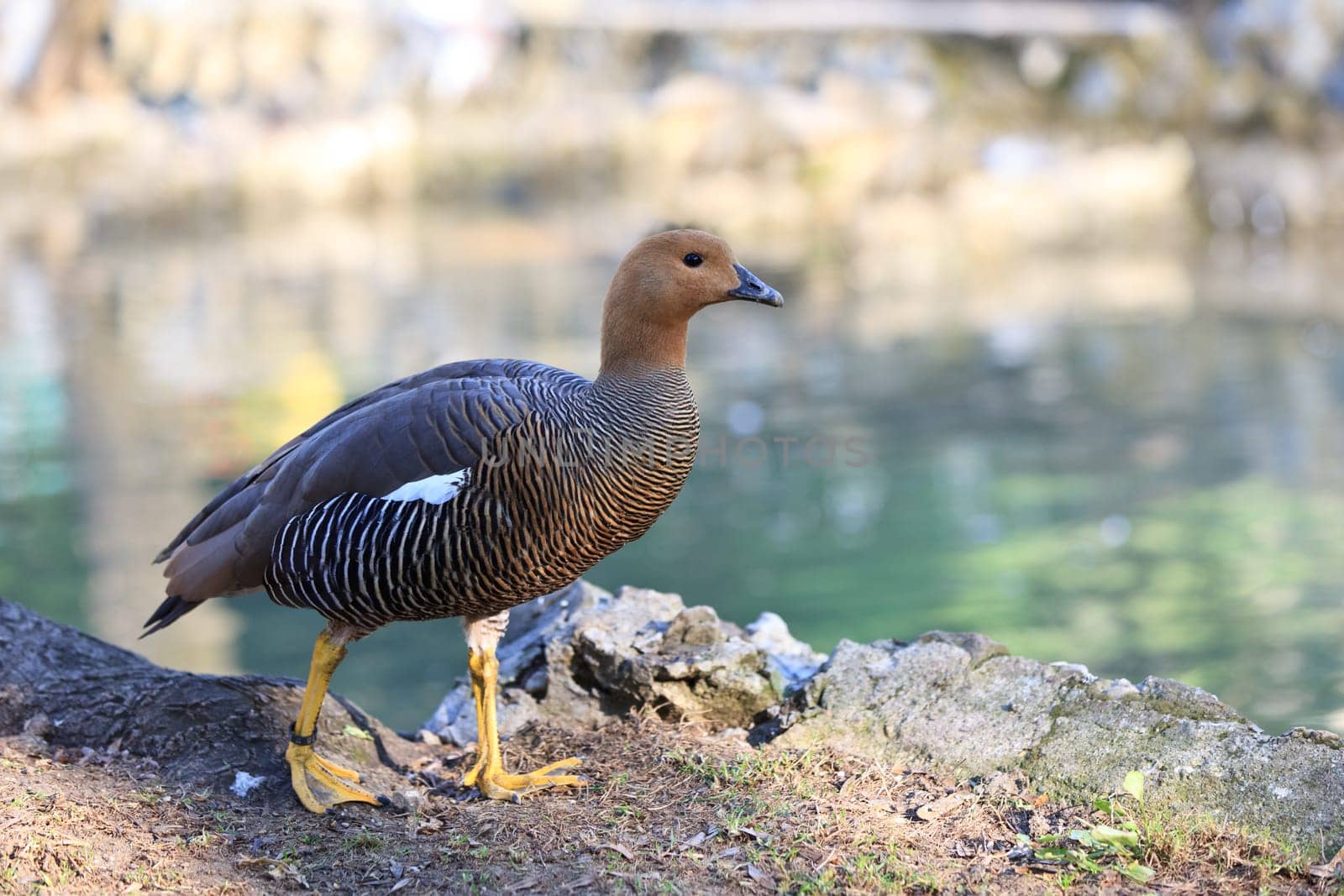 Upland or Magellan Goose female (Chloephaga Picta)