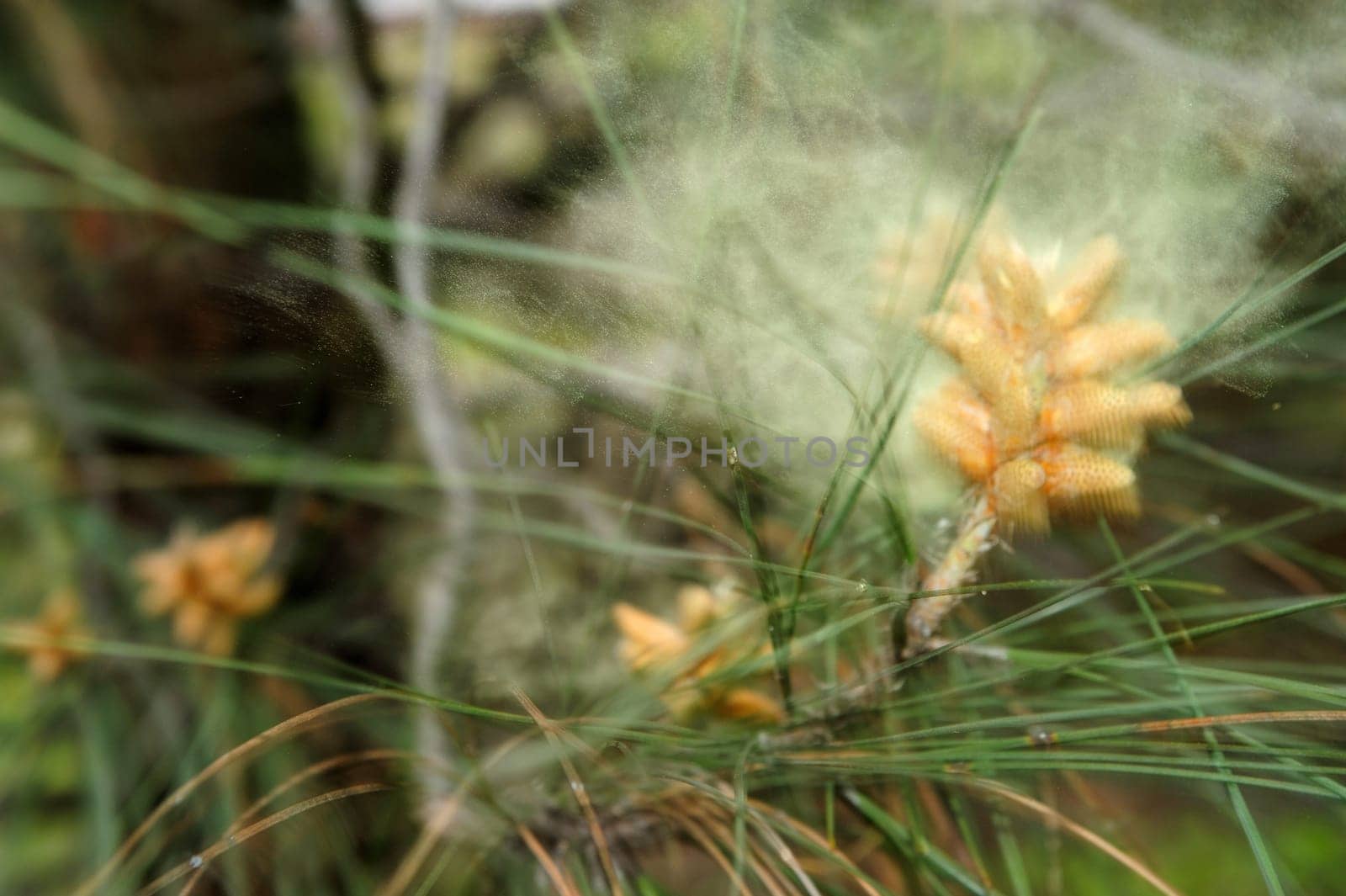 The pine tree is a major pollen source in the springtime and causes many types of allergies in people.