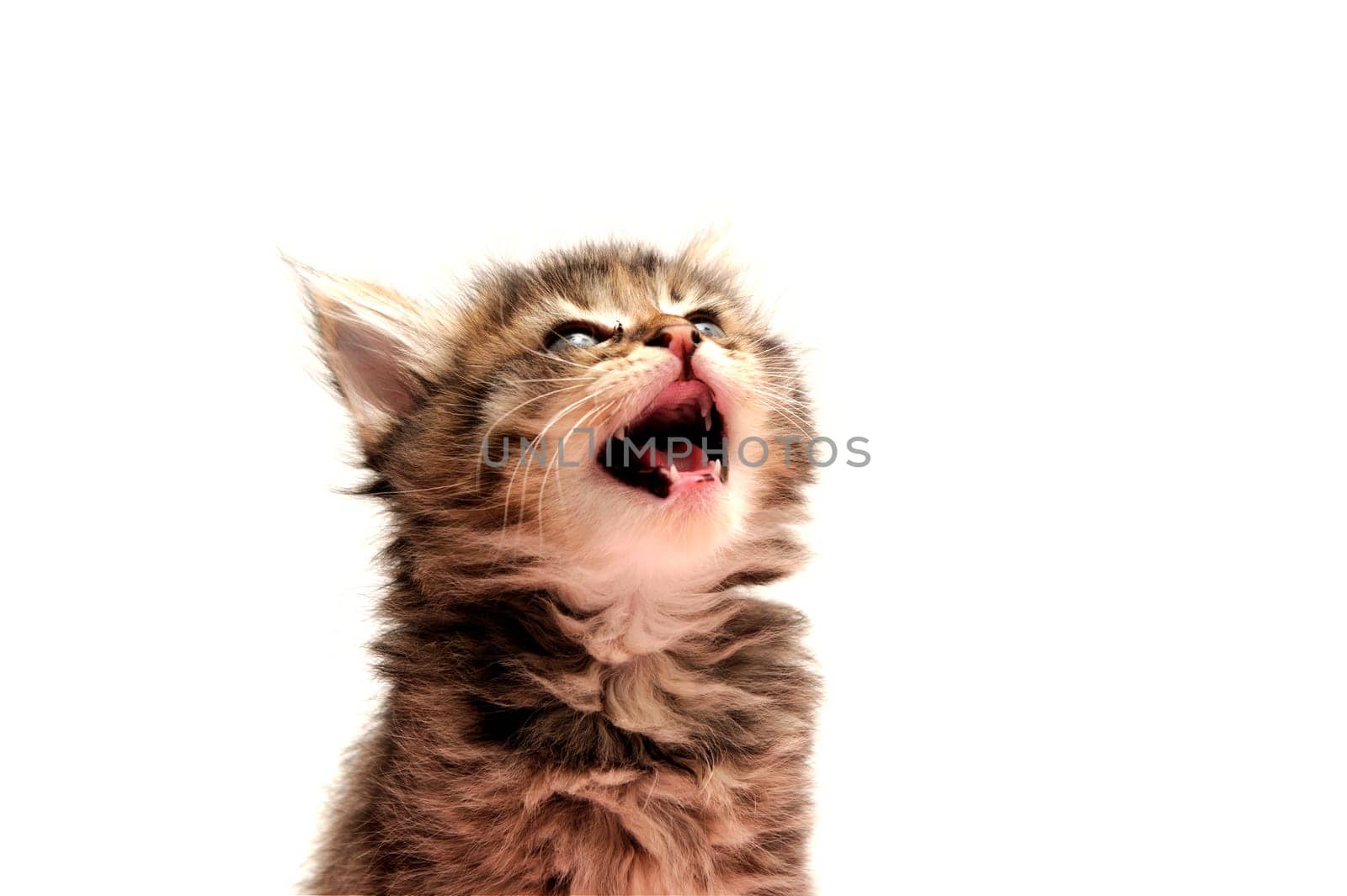 Unhappy young gray tiger stripe kitten on a light colored background