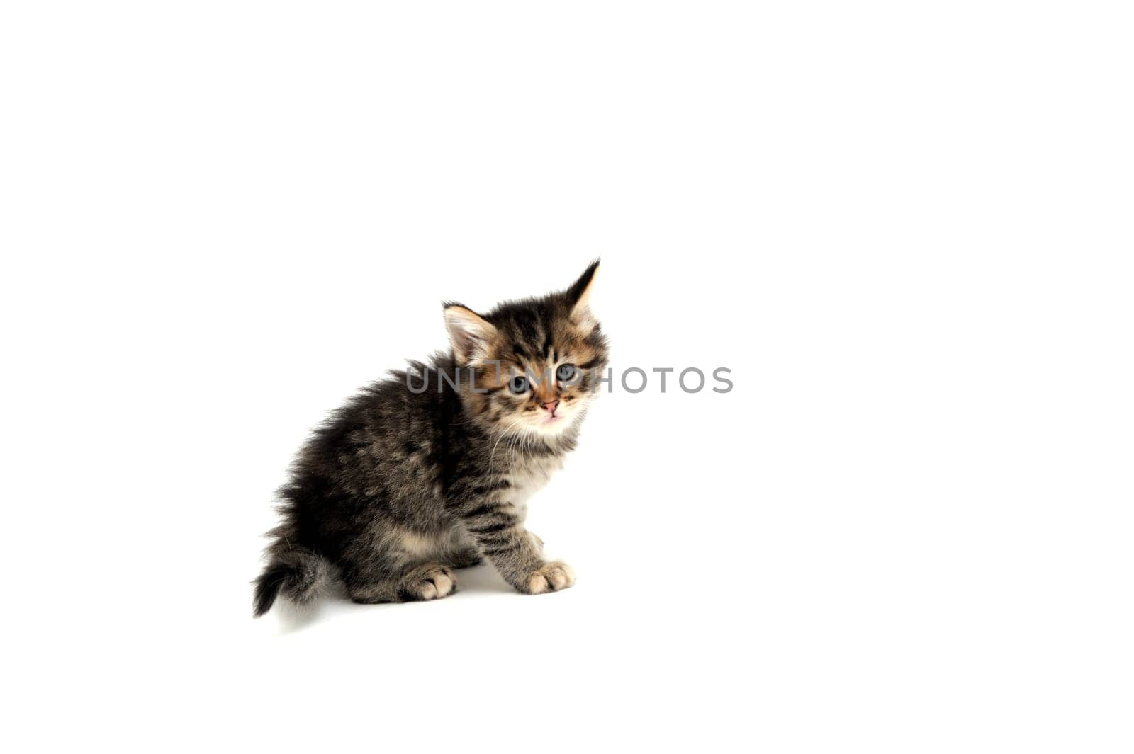 Young gray tiger stripe kitten against a light colored background