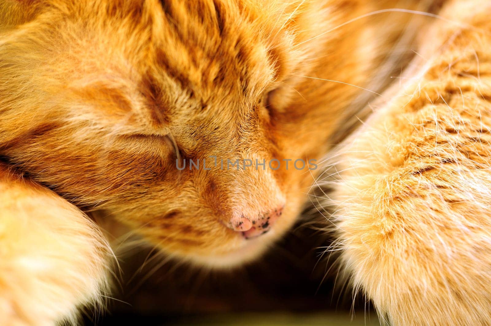 Close-up of an orange Cat peacefully sleeping away the day