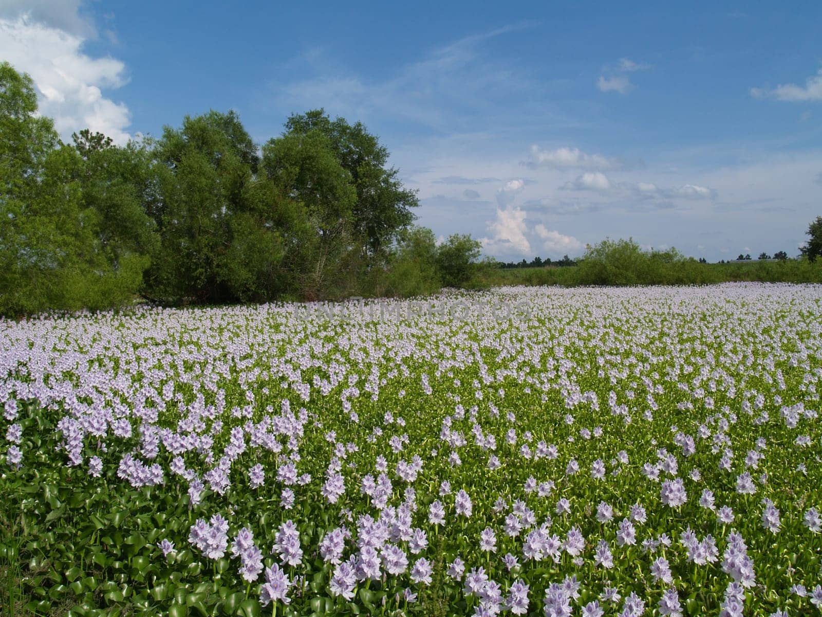 A sea of floating lavender flowers on a country pond.