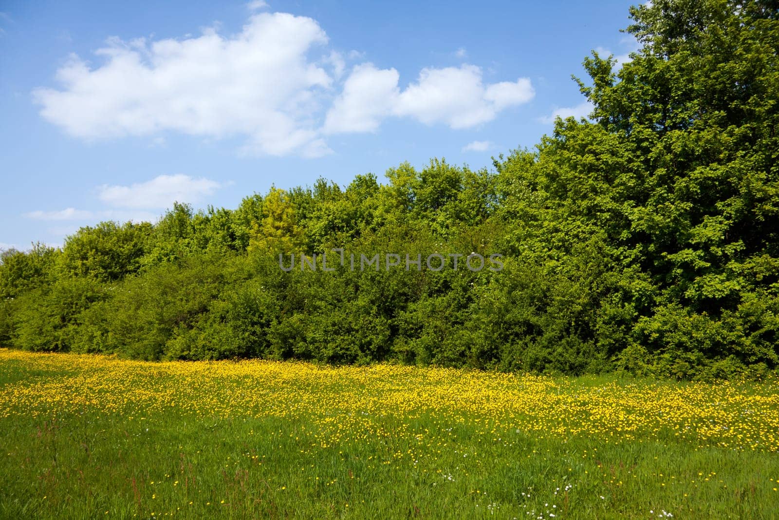 Nature in the Black Forest