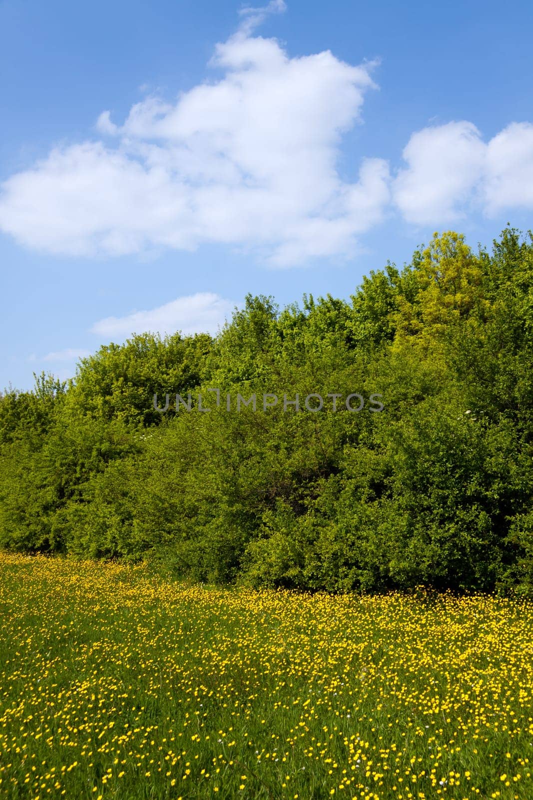 Nature in the Black Forest