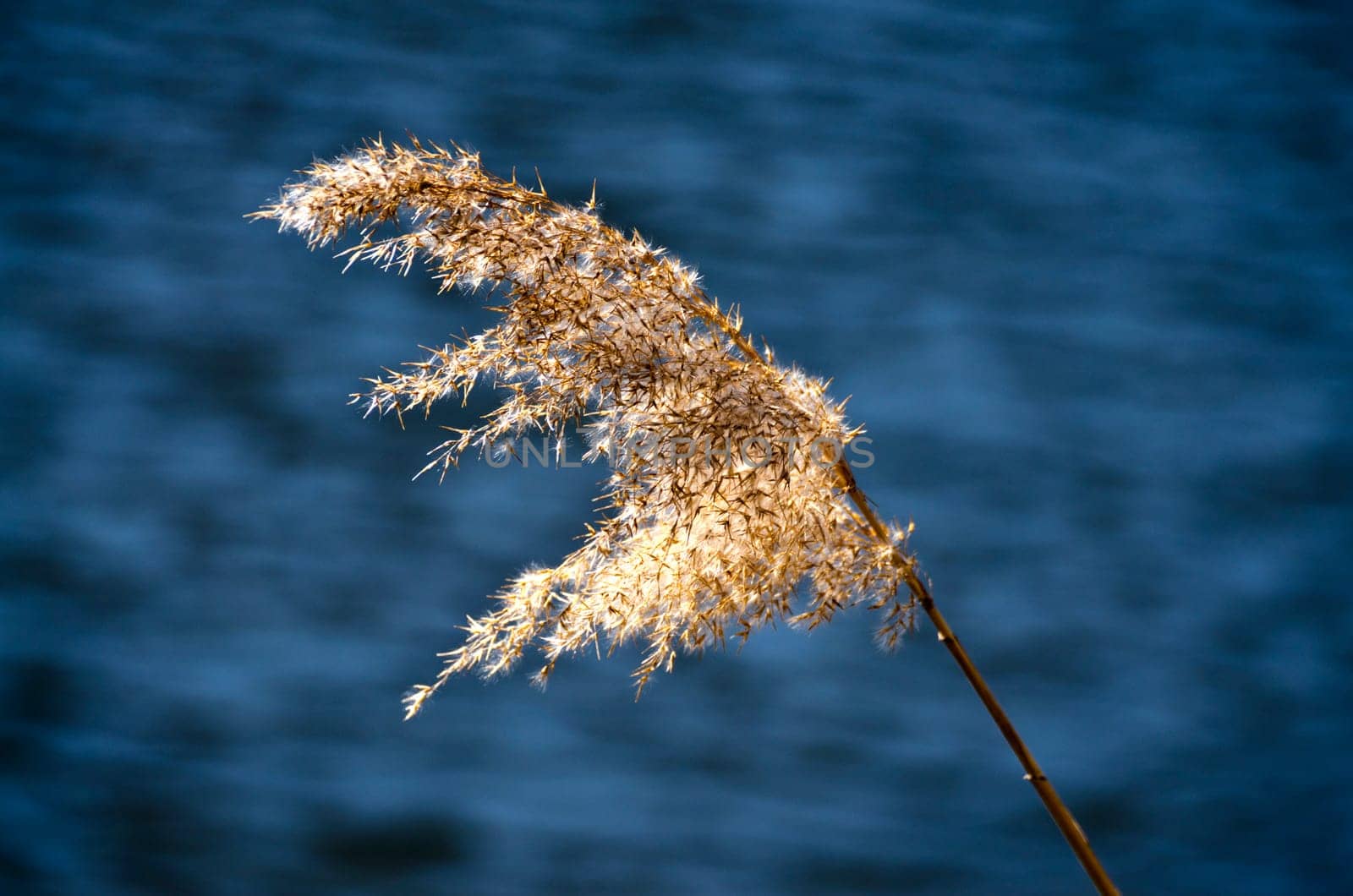 a reed bending in the wind on a summer day