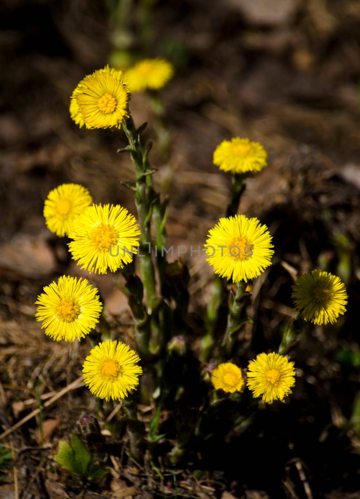 a group of coltsfoot flowers in the spring sun