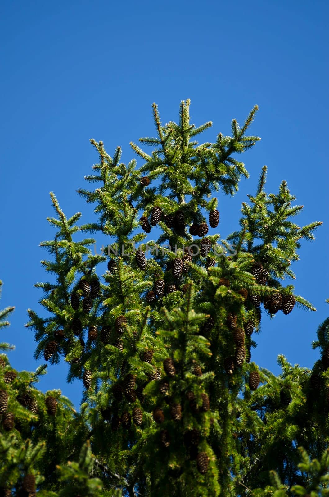 the top of a pine tree with pine cones and blue sky