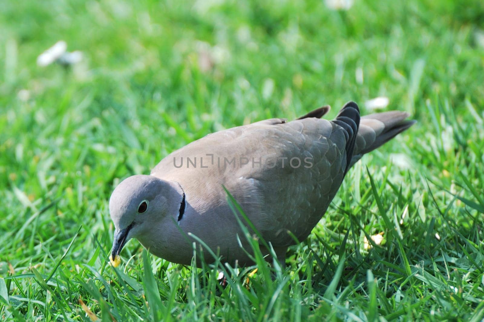 collared dove feeding in garden