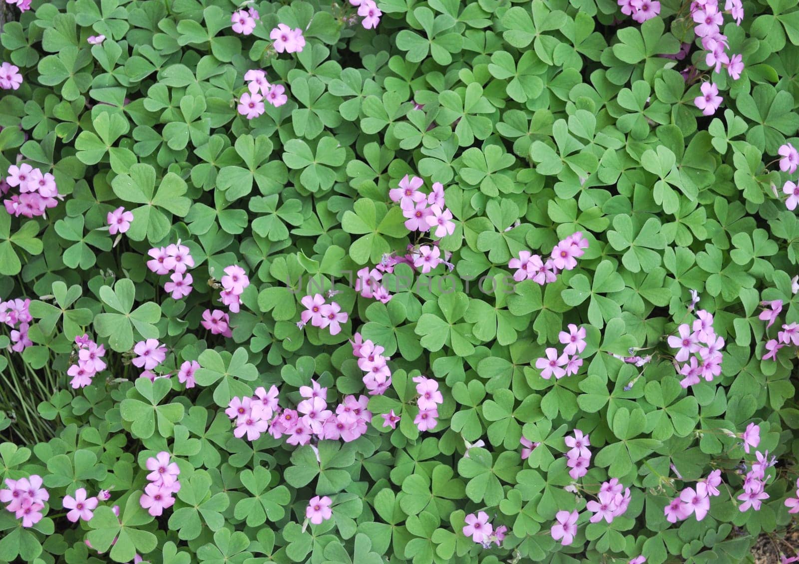 Shamrock three leafed old white clover trifolium plant