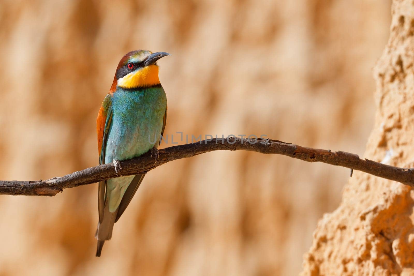 European bee-eater, Merops apiaster. Shallow depth of field and bakground blurred