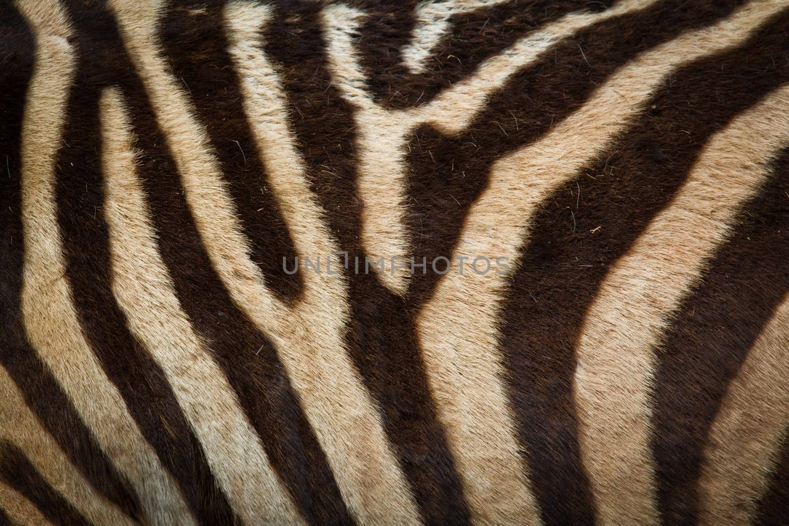 Pattern of zebra skin useful for background